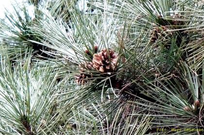 Pinus sylvestris